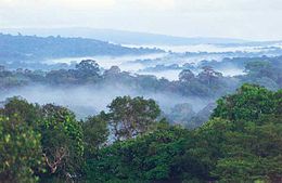 Écosystème/une terrible révélation sur   les forêts tropicales intactes en Afrique et en Amazonie