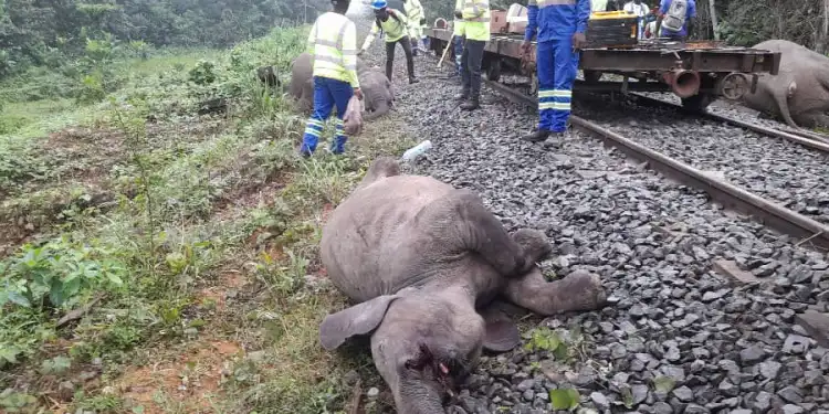 Gabon/ Un train de ravitaillement tue accidentellement (4) éléphants: la SETRAG dénonce l’attitude irresponsable de certains agents d’une sous-traitance sur les lieux